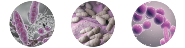 Detection of skin, hair and nail fungus pathogens