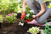 Infection source Soil Gardening