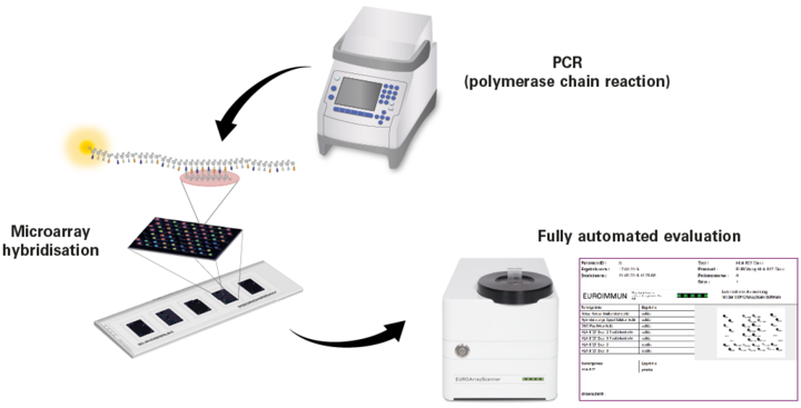 Polymerase chain reaction (PCR) Microarray Hybridization Automatic Evaluation